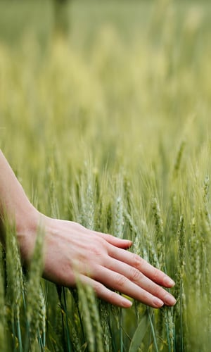 wheat field_AdobeStock_112388100_copyright 4Max_600x1000px