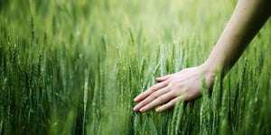 Wheat-field_AdobeStock_112388100_2000x1000px_copyright-4Max_RGB