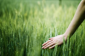 Wheat-field_AdobeStock_112388100_2000x1333px_copyright-4Max_RGB